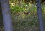 Roe deer watching me
