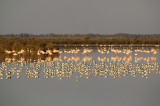 Avocet