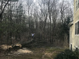 treedown19.jpg