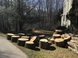 riptree.jpg