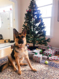 joni-tree19.jpg
