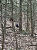 bear-woods20.jpg
