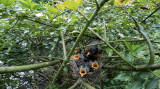 robins-nest22.jpg