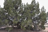 Junipers