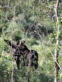 Bull Moose at Fossil Butte