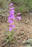 One of our Penstemons