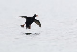 surf scoter 040911_MG_9999