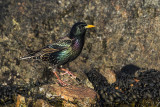 european starling 042019_MG_1143