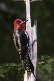 red-breasted sapsucker 042119_MG_1599