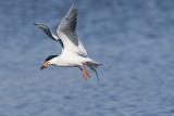 forsters tern 060319_MG_5605
