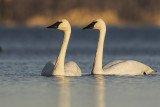 trumpeter swans 103019_MG_6057