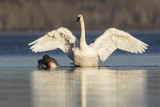 trumpeter swan 103019_MG_5675