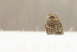 short-eared owl 031420_MG_1490 