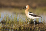 american avocet 051620_MG_4859 