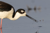 black-necked stilt 051620_MG_4702