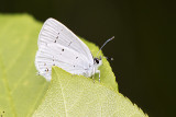 western tailed-blue 060620_MG_3156