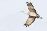 sandhill crane 041220_MG_4652