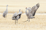 sandhill cranes 041820_MG_6123 