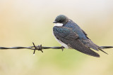 Tree Swallows