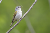 Tennessee Warblers