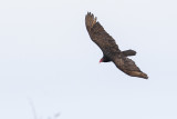 turkey vulture 042520_MG_7909
