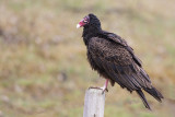 Vultures