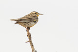 Western Meadowlarks