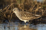White-rumped Sandpipers