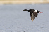 White-winged Scoters
