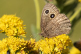 commom wood-nymph 081520_MG_0168 