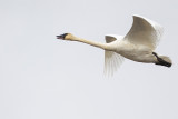 trumpeter swan 101720_MG_6379 