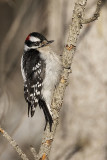downy woodpecker 021321_MG_3000 