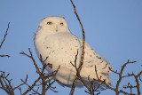 snow020421_MG_3489 