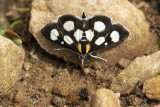 white-spotted sable moth 060521_MG_1153 