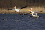 american white pelican 051522_MG_5137