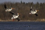 american white pelican 051522_MG_5212 