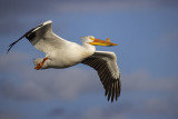 american white pelican 051522_MG_5836 