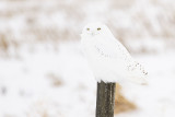 snowy owl 010322_MG_6582