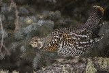 spruce grouse 120421_MG_2232