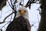 Eagle at Rosemary Lake Needham, Ma.
