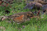 Redwing, Richmond Park, Glasgow