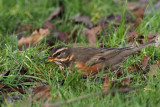 Redwing, Richmond Park, Glasgow