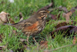 Redwing, Richmond Park, Glasgow