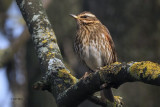 Redwing, Richmond Park, Glasgow