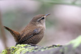 Wren, Dalzell Woods, Clyde