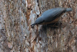 Nuthatch, Dalzell Woods, Clyde