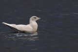 Iceland Gull, Strathclyde Loch, Clyde