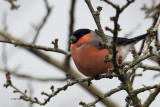 Bullfinch (male), Strathclyde Loch, Clyde