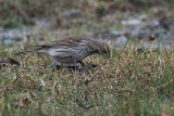 Water Pipit, Cocklemill Burn-Largo Bay, Fife
