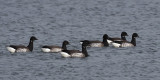 Pale-bellied Brent Geese, Maidens, Ayrshire
